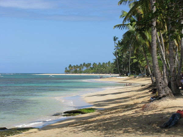 Las Terrenas tree