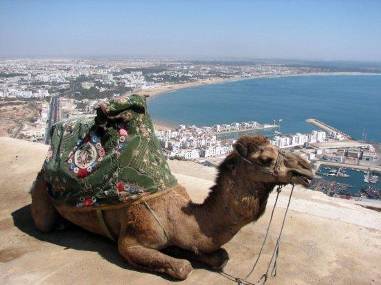 Agadir chameau