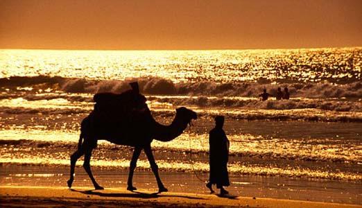 Agadir chameau