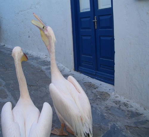 la ville de Mykonos