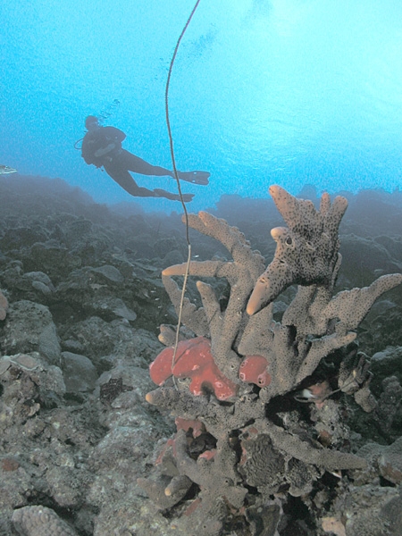 La péninsule de St Kitts