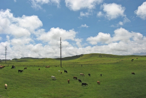 Cattle pastures just outside of Waimea in Kamuela