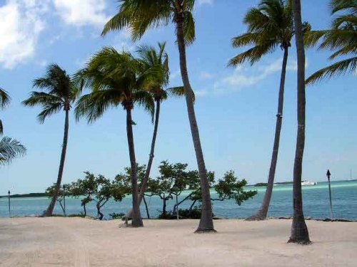 Islamorada (Florida Keys) de palmiers sur la plage